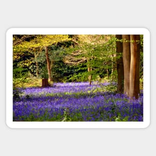 Bluebells Bluebell Woods Basildon Park Berkshire Sticker